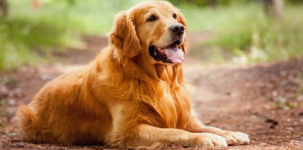 5 Cuidados Essenciais para Garantir Mais Qualidade de Vida ao Pet Idoso